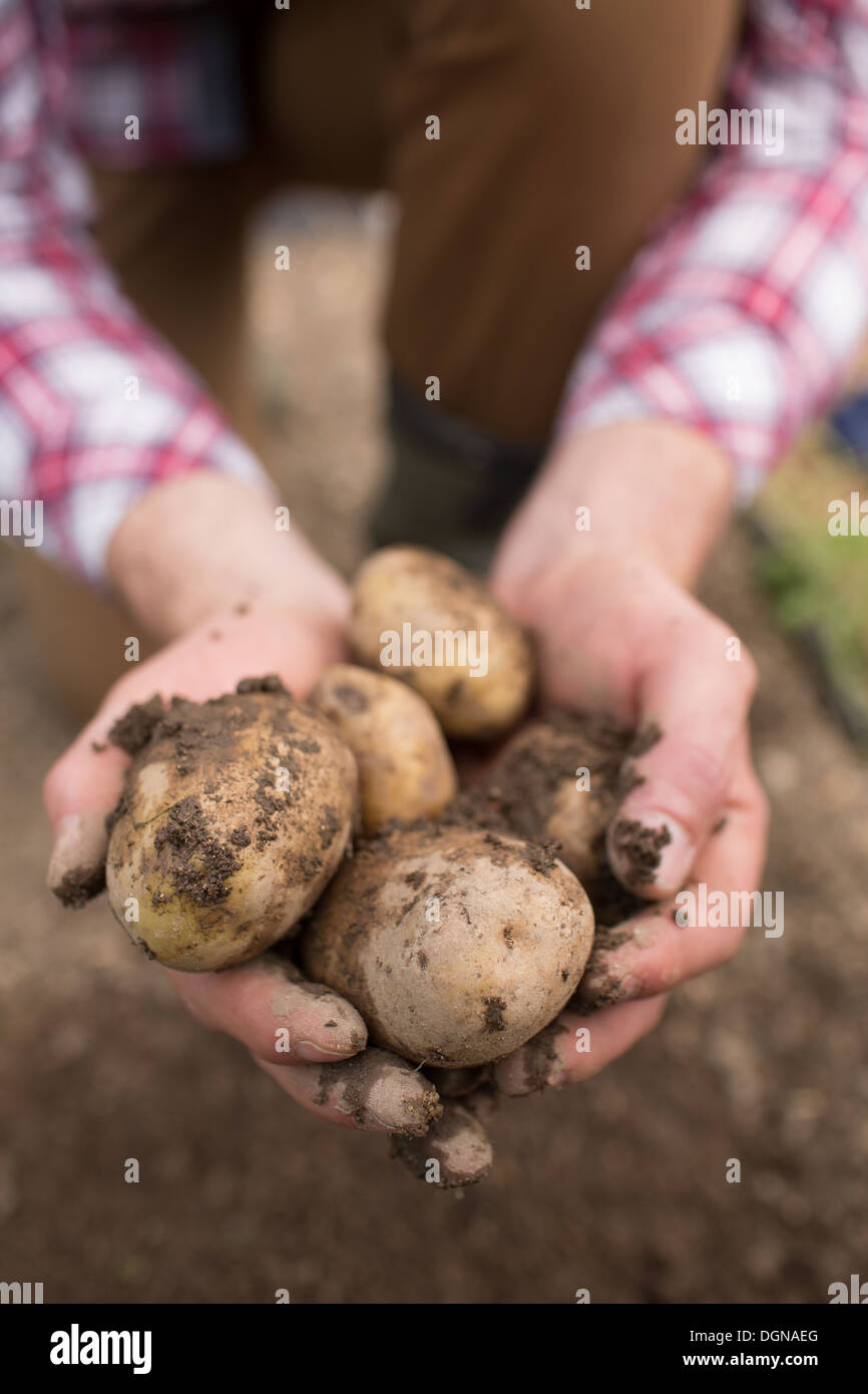 L'agricoltore che mostra appena scavato patate Foto Stock