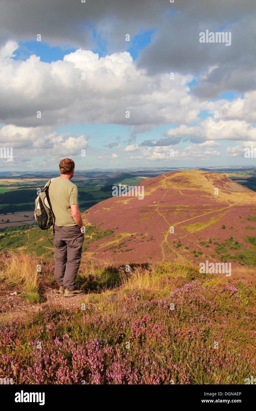 Il camminatore caucasico guardando verso nord Eildon Hill, Eildon Hills, frontiere, Scotland, Regno Unito modello rilasciato Foto Stock