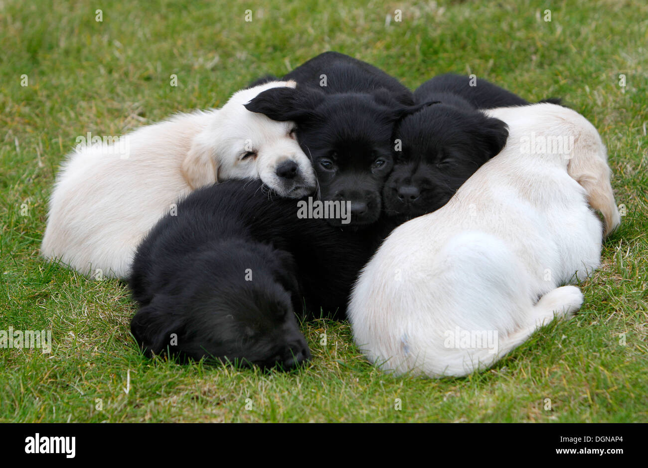 Il Labrador cuccioli appoggiata sul log a livello nazionale Cani Guida centro di allevamento, vicino a Leamington Spa, Gran Bretagna Foto Stock