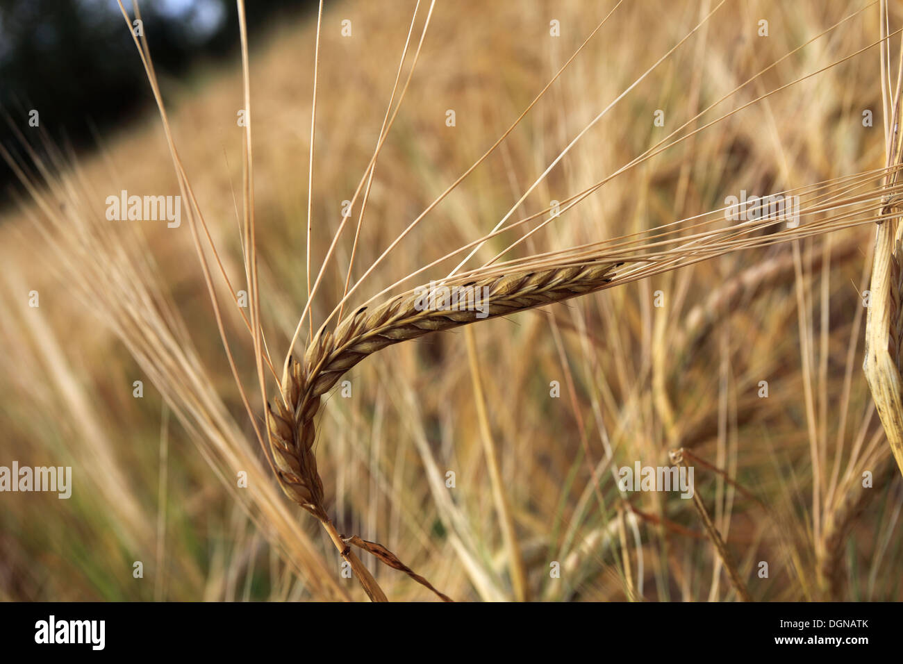 Maturazione estate campi di grano, contea di Norfolk, Inghilterra; Gran Bretagna; Regno Unito Foto Stock