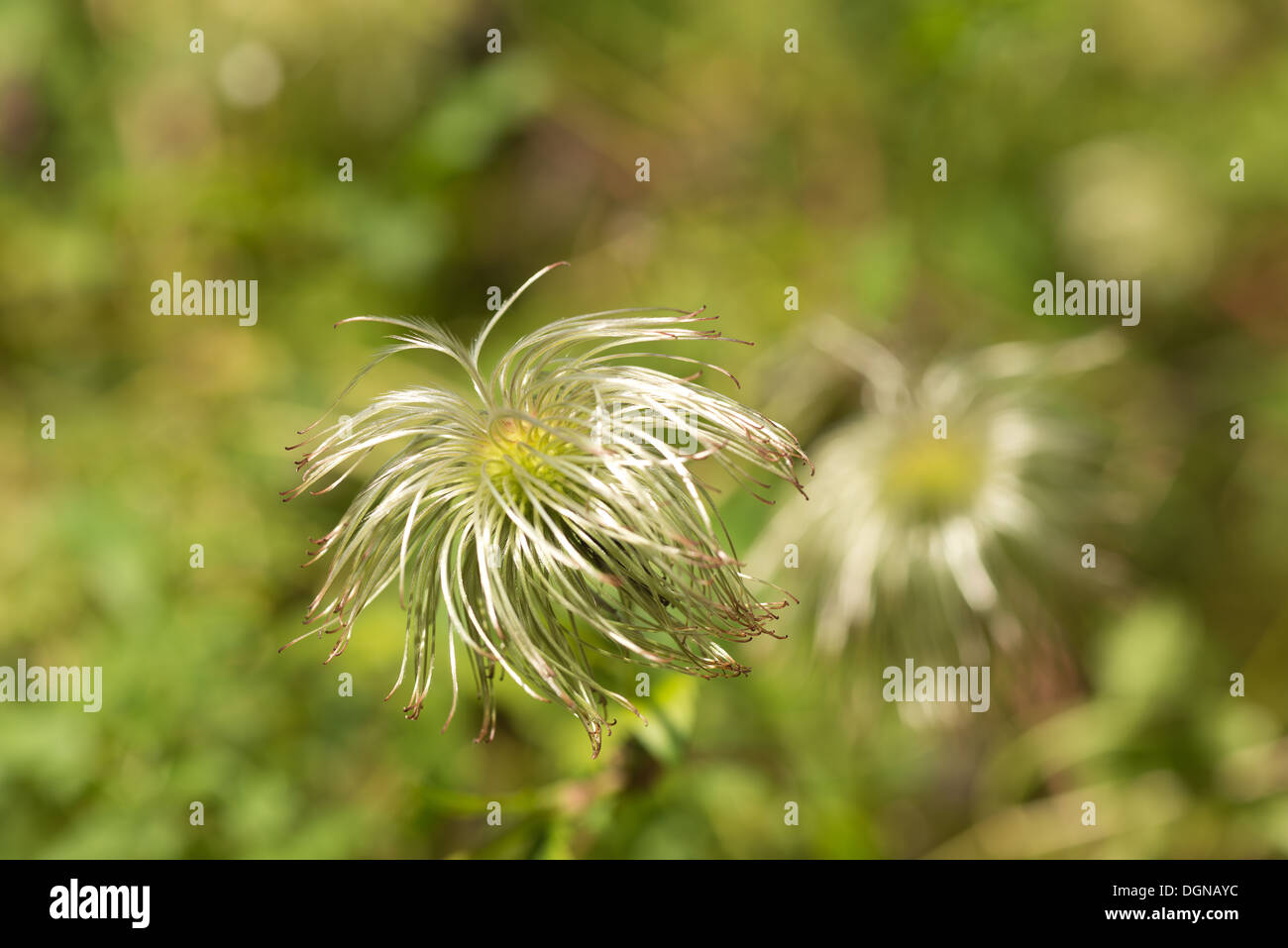 Attraente la clematide scalatore wispy fluffy soft teste di seme sottile filo feathery dispersione del vento Foto Stock