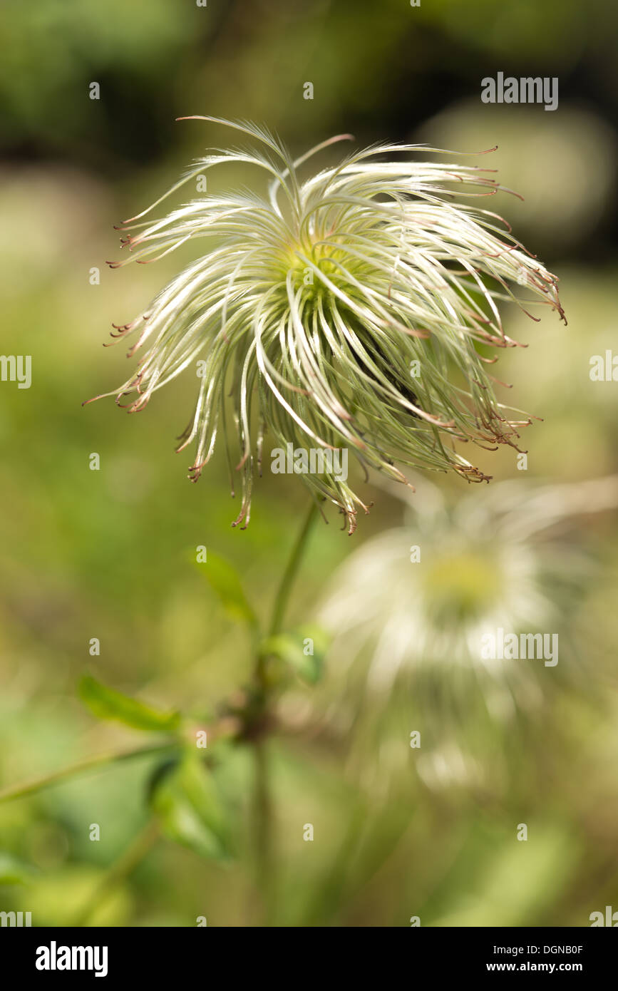 Attraente la clematide scalatore wispy fluffy soft teste di seme sottile filo feathery dispersione del vento Foto Stock