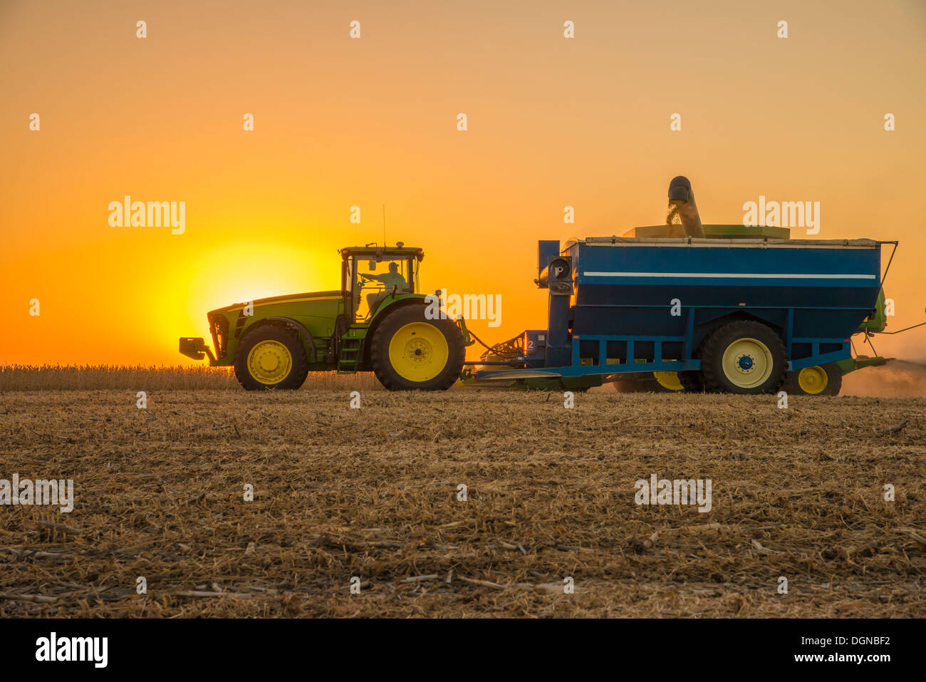 Il trattore e il rimorchio di grano in un campo di semi di soia, harvester dietro il carro del grano. Foto Stock