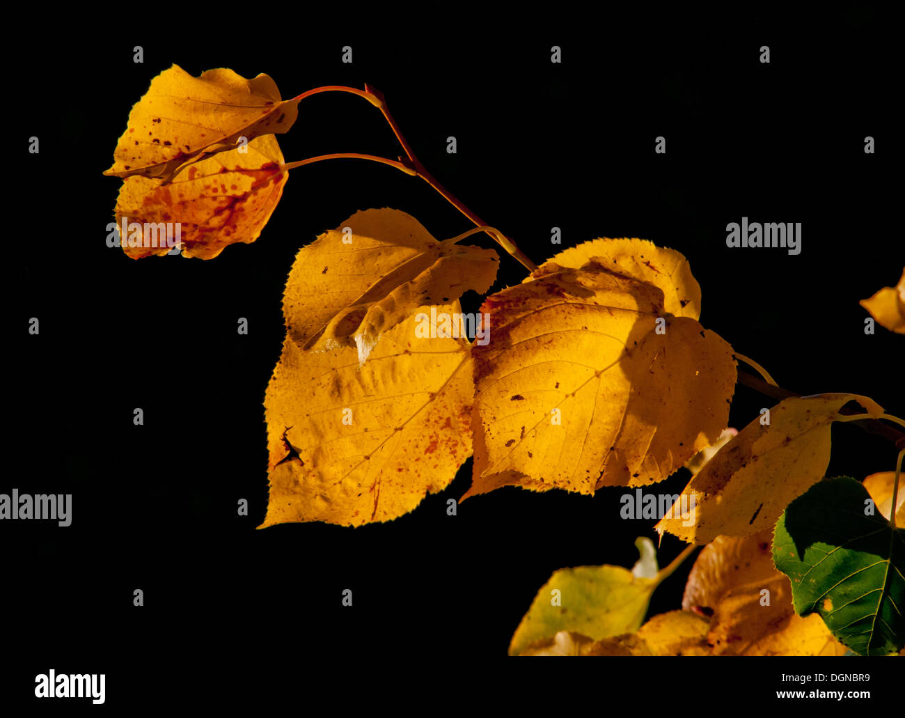 Autunno arriva nel sud ovest come il sole pomeridiano evidenzia i colori nelle foglie di autunno Foto Stock