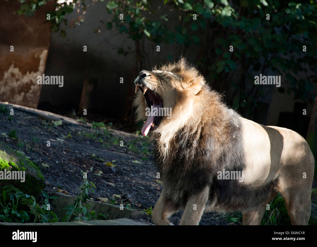 Maschio di leone asiatico con la bocca aperta a sbadigliare in contenitore in London Zoo. Foto Stock