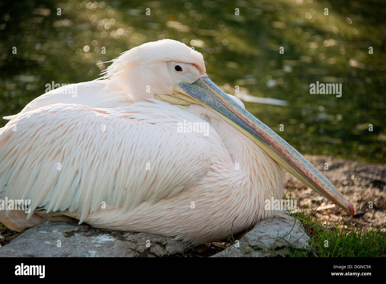Elegante Great White Pelican presso lo Zoo di Londra. Foto Stock