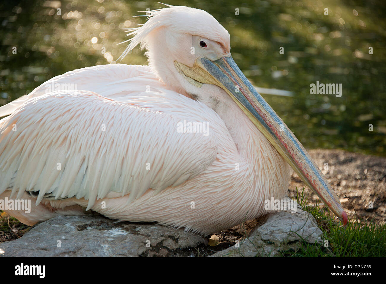 Elegante Great White Pelican presso lo Zoo di Londra. Foto Stock