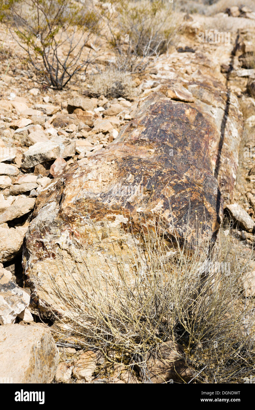 Registro pietrificato, la Valle del Fuoco del parco statale, a nord di Las Vegas, Nevada, STATI UNITI D'AMERICA Foto Stock