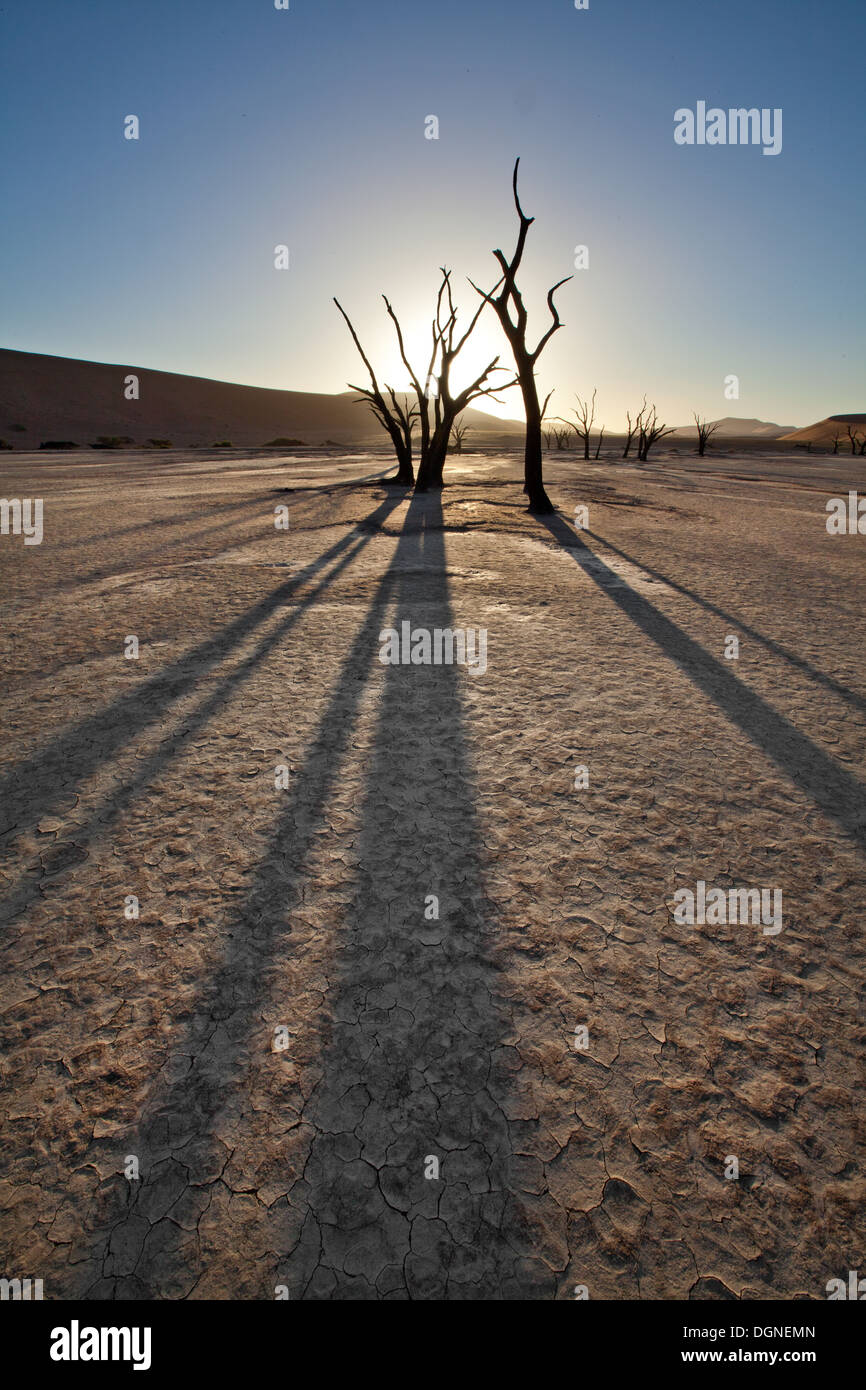 Alberi pietrificato in Sossusvlei, Namibia Foto Stock