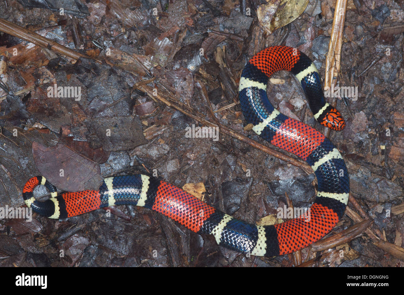 Un acquatico Serpente corallo (Micrurus surinamensis surinamensis) appiattita sul suolo della foresta nella foresta amazzonica in Perù. Foto Stock