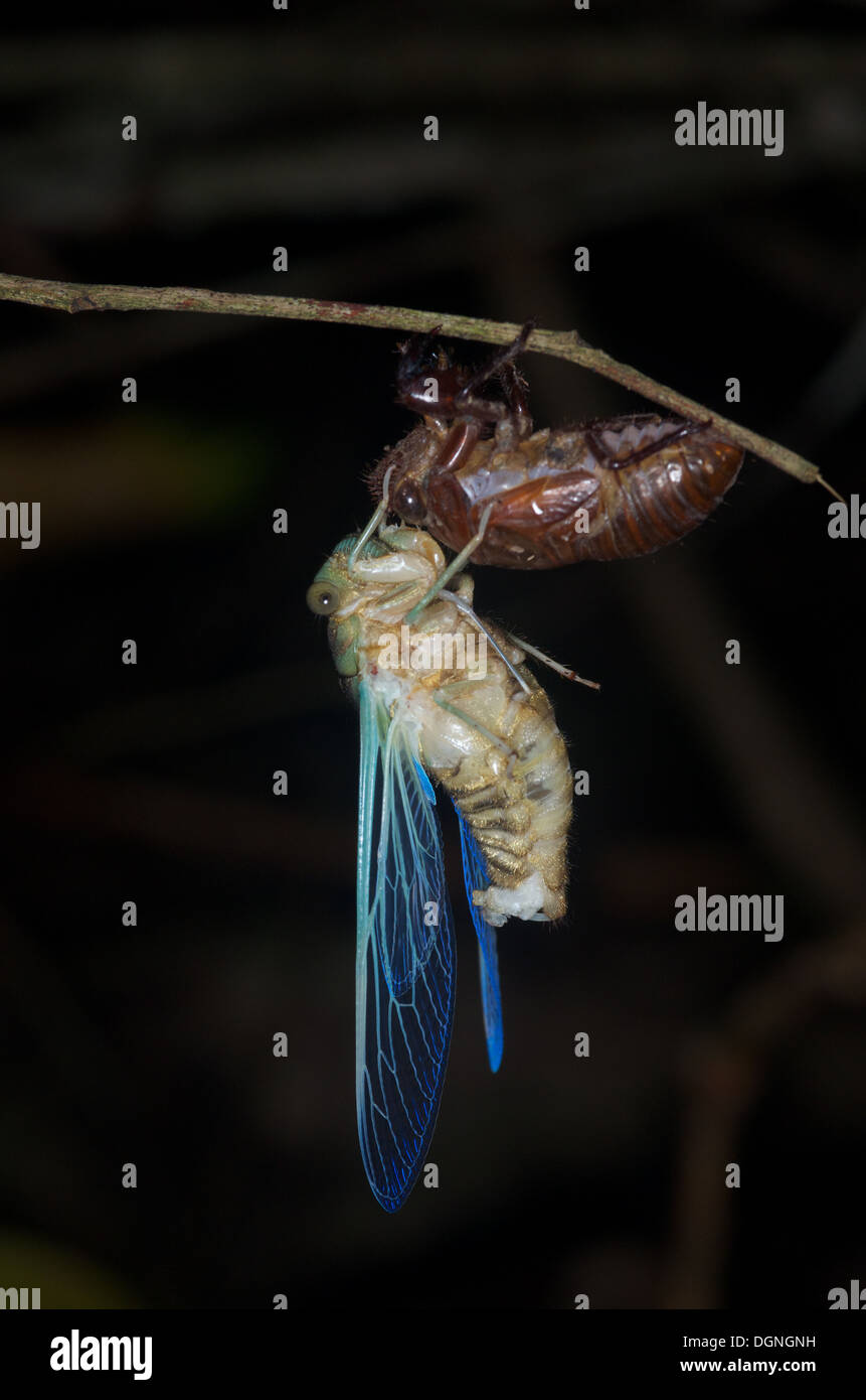 Una cicala poggia sulla sua pelle versato solo dopo emergendo come un adulto, nella foresta amazzonica in Loreto, Perù. Foto Stock
