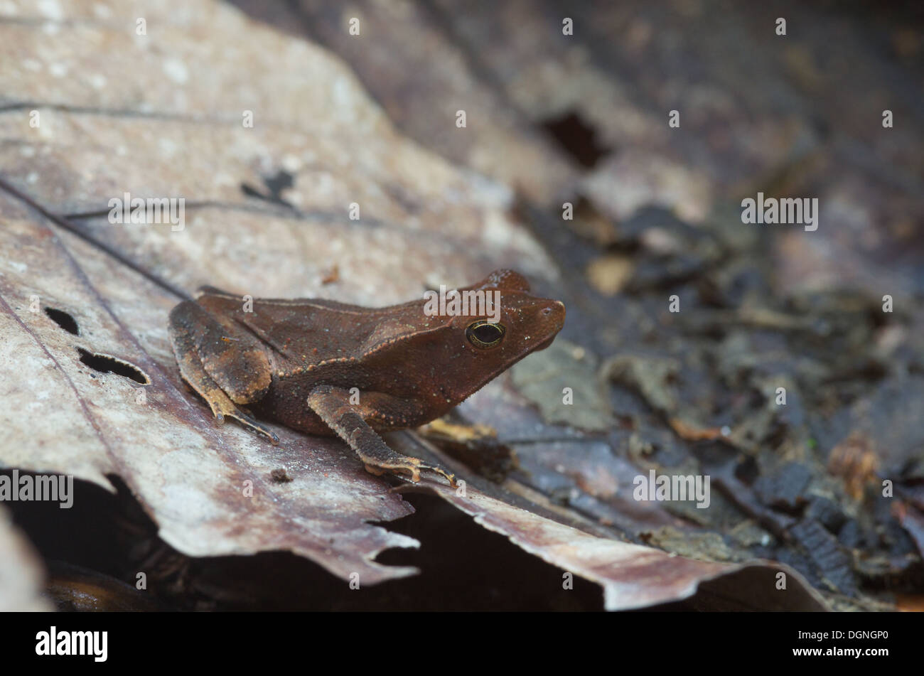 Una foresta crestato Toad (Rhinella margaritifera) mimetizzata nella figliata di foglia nella foresta pluviale amazzonica di Loreto, Perù. Foto Stock