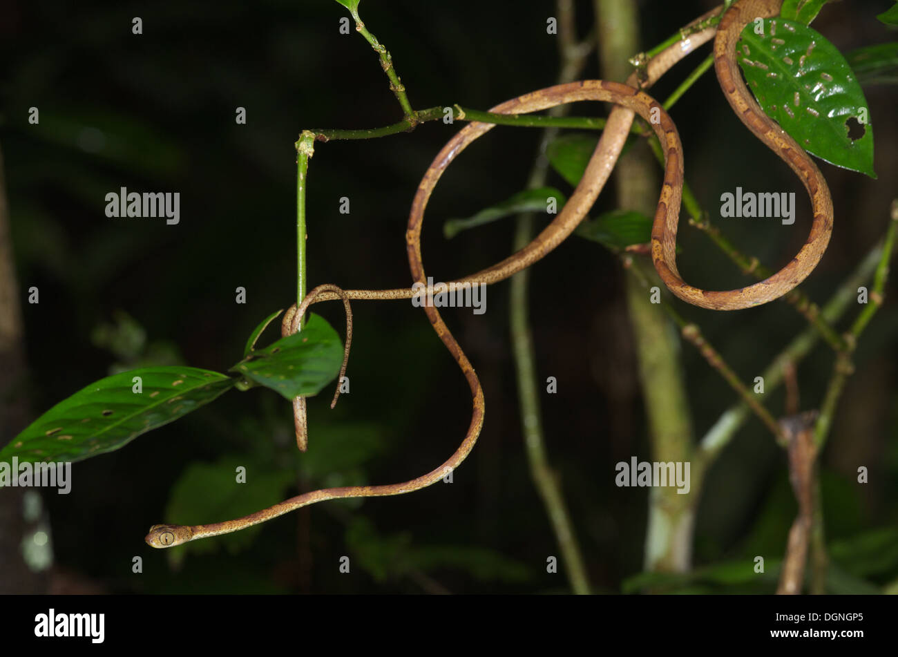 Un Amazon blunt-testa di serpente ad albero (Imantodes lentiferus) nella foresta pluviale tropicale a Loreto, Perù. Foto Stock