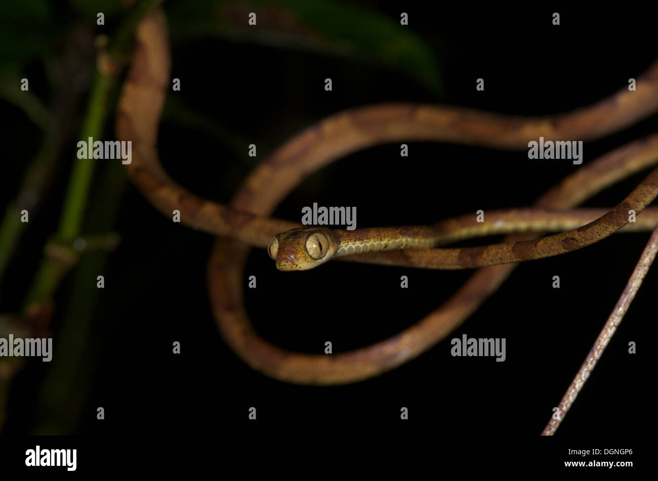 Un Amazon blunt-testa di serpente ad albero (Imantodes lentiferus) nella foresta pluviale tropicale a Loreto, Perù. Imantodes lentiferus Foto Stock