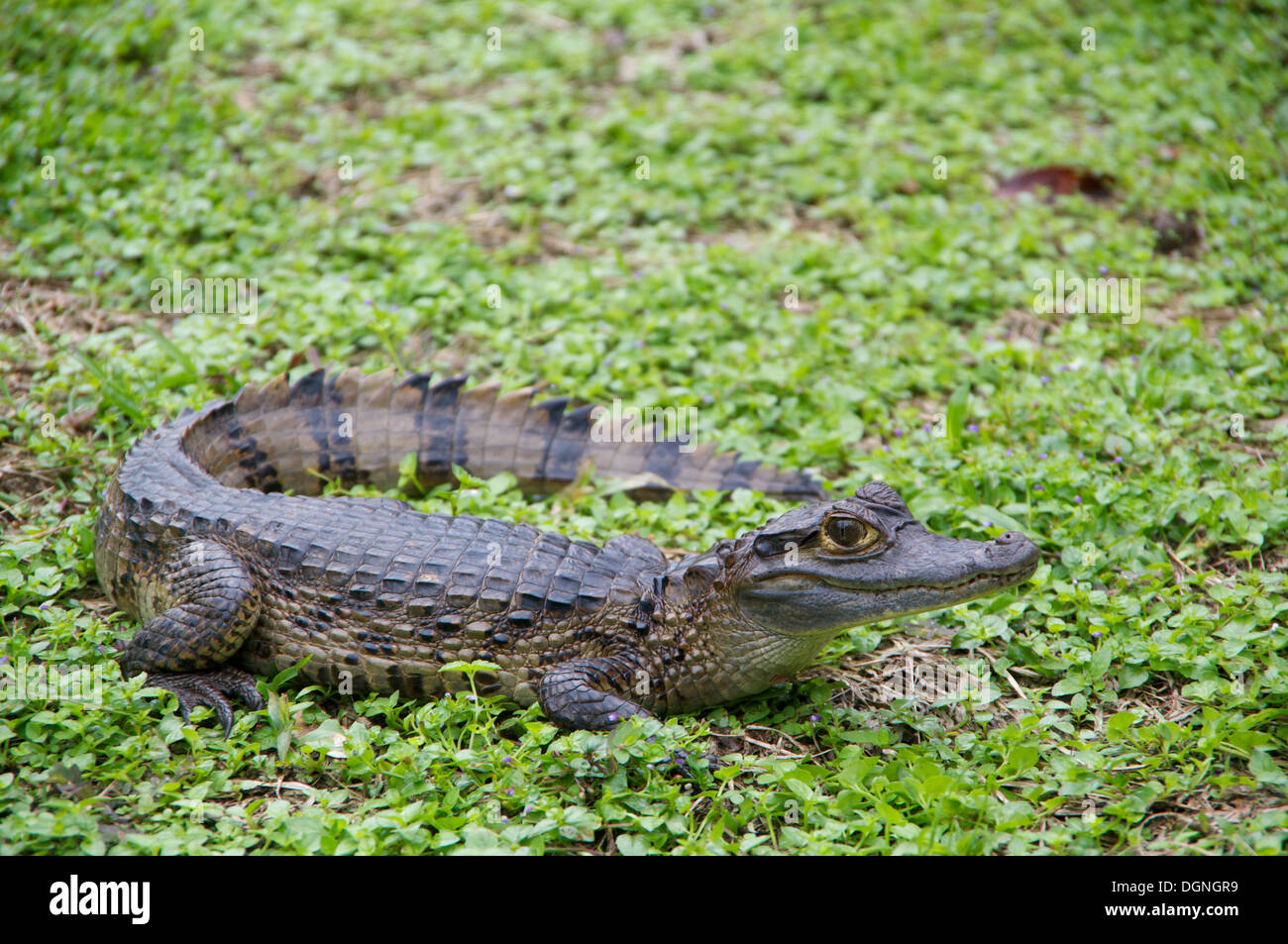 Un giovane Caimano comune (crocodilus Caimano) in una radura della foresta pluviale amazzonica di Loreto, Perù. Foto Stock