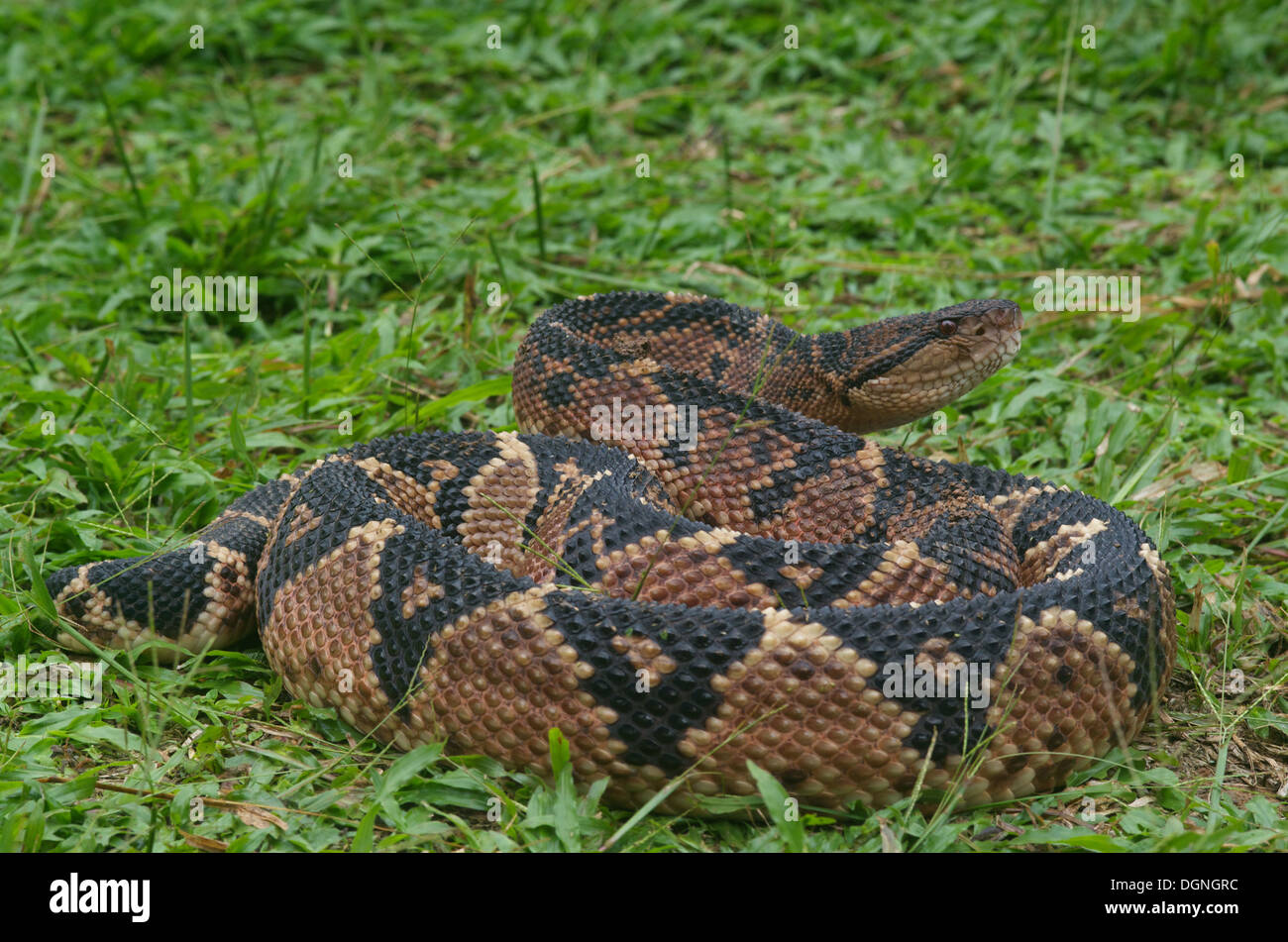 Un Sud Americana Bushmaster, il più grande del mondo pitviper specie, nella foresta pluviale del Perù. Foto Stock