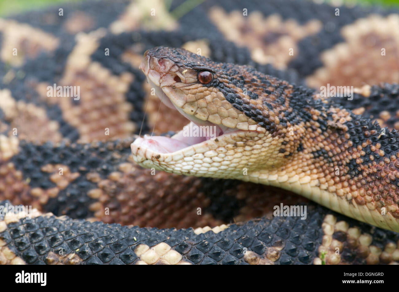 Un Sud Americana Bushmaster, il più grande del mondo pitviper specie, nella foresta pluviale del Perù. Foto Stock