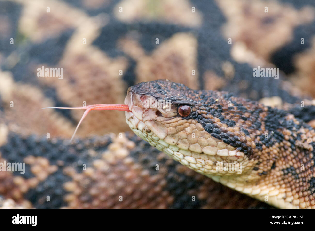 Un Sud Americana Bushmaster, il più grande del mondo pitviper specie, nella foresta pluviale del Perù. Foto Stock