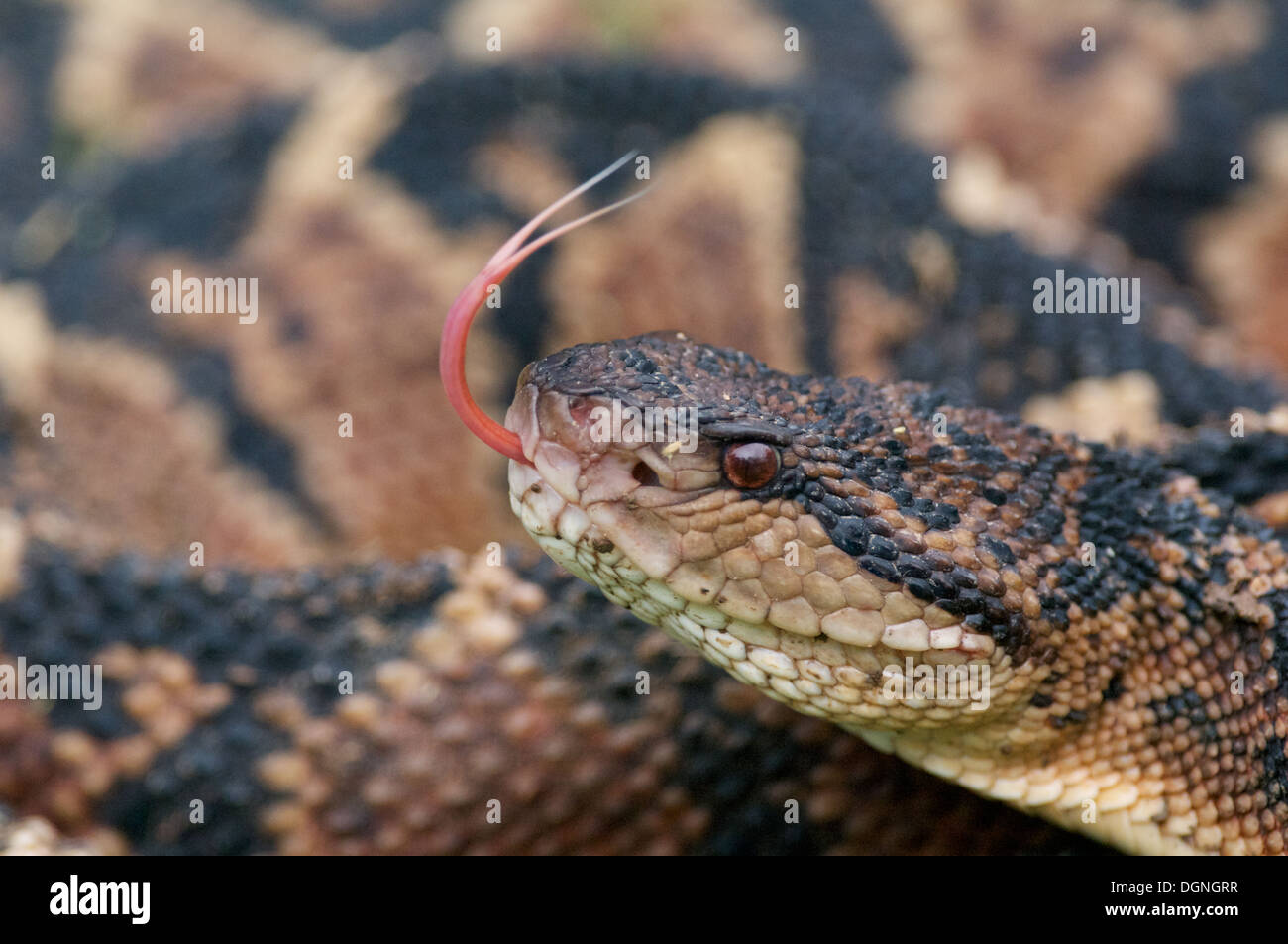 Un Sud Americana Bushmaster, il più grande del mondo pitviper specie, nella foresta pluviale del Perù. Foto Stock