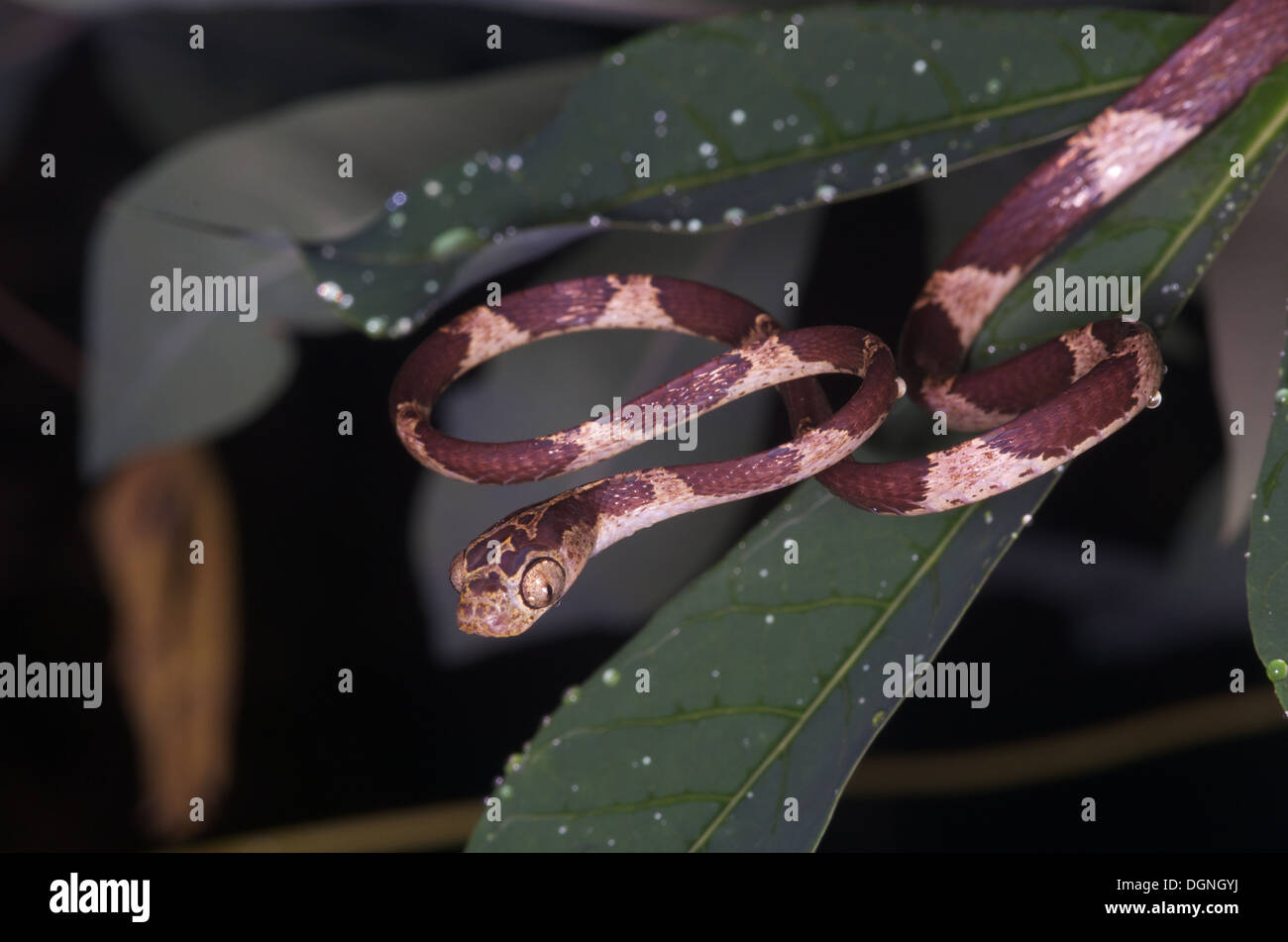 Un blunt-testa di serpente ad albero (Imantodes cenchoa) nella foresta pluviale tropicale a Loreto, Perù. Foto Stock
