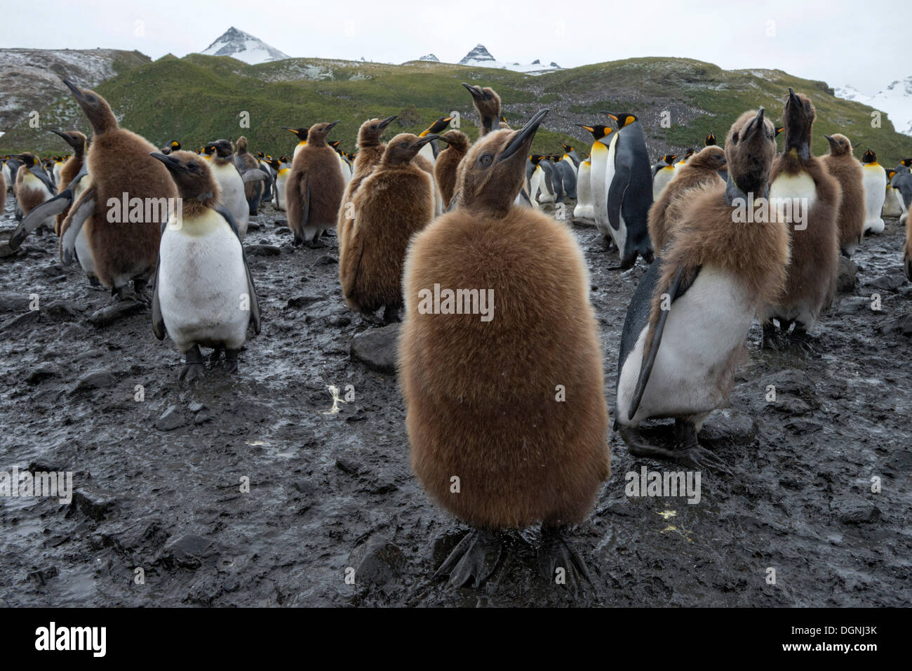 Re pinguini (Aptenodytes patagonicus), pulcini moulting, Salisbury Plain, Georgia del Sud e Isole Sandwich del Sud Foto Stock