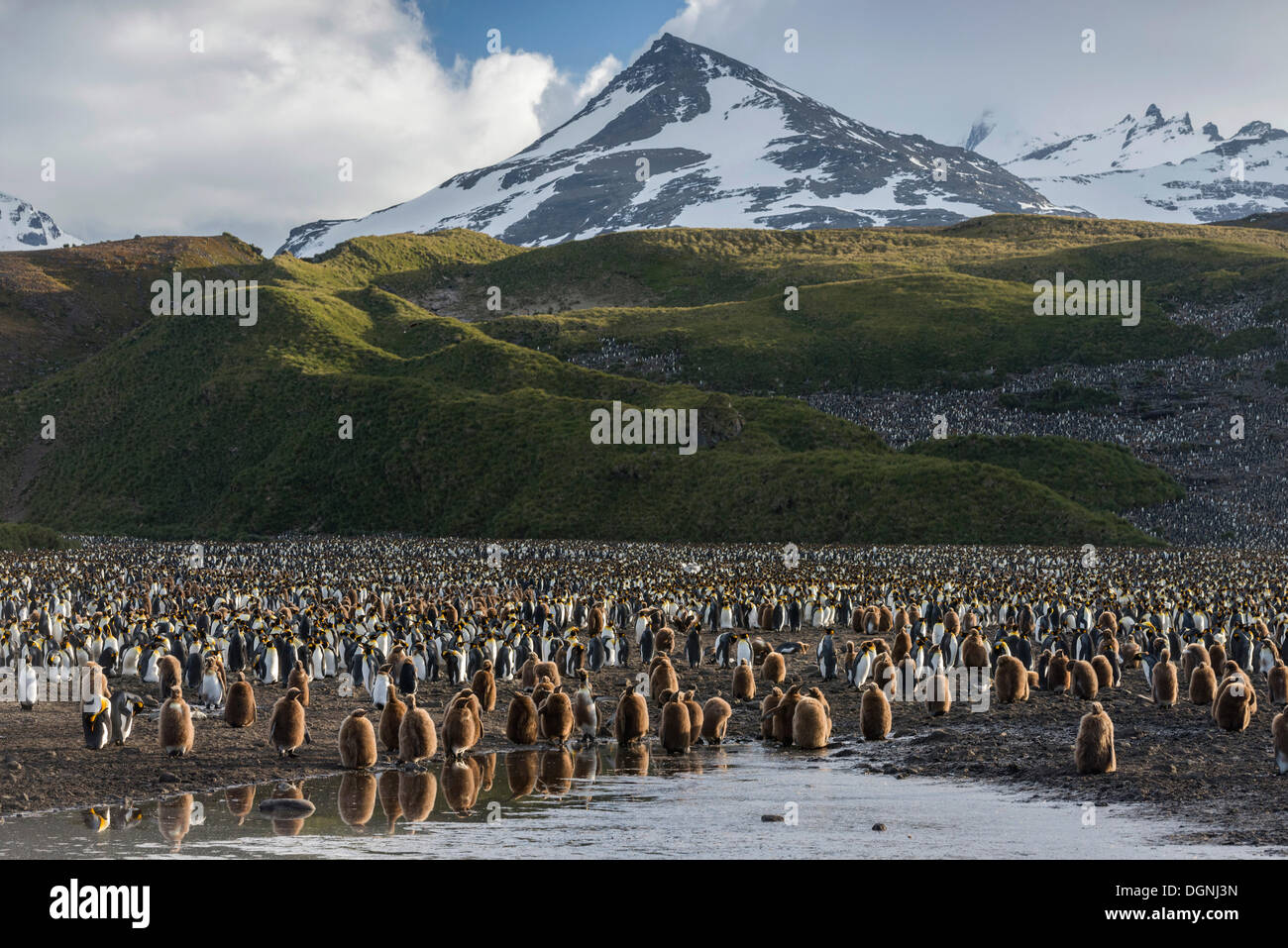 Re pinguini (Aptenodytes patagonicus) pulcini e uccelli adulti, allevamento colonia, Salisbury Plain, Georgia del Sud e del Sud Foto Stock