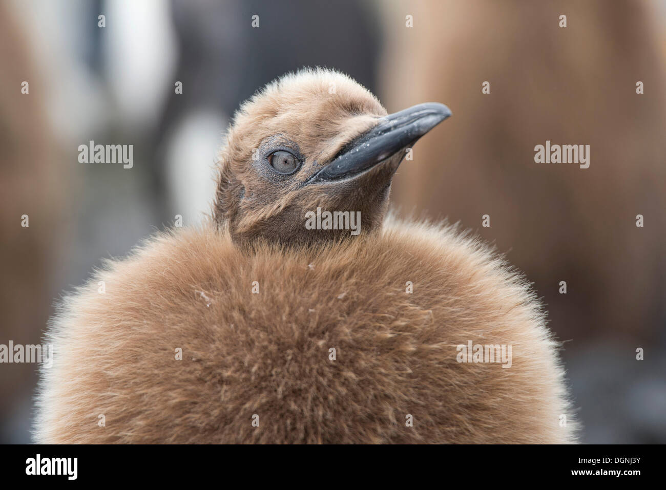 Pinguino reale (Aptenodytes patagonicus) pulcino, ritratto, Salisbury Plain, Georgia del Sud e Isole Sandwich del Sud Foto Stock