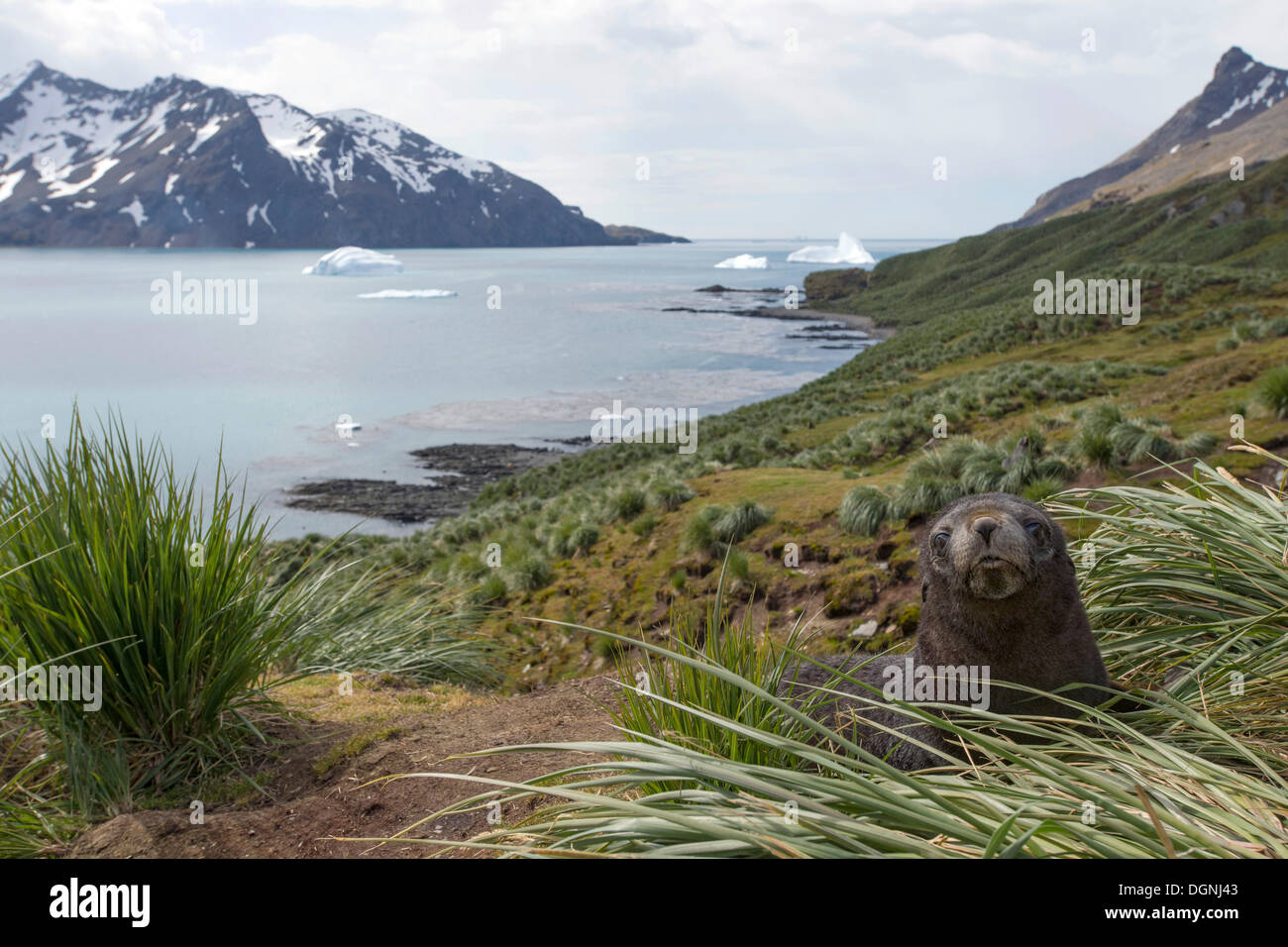 Antartico pelliccia sigillo (Arctocephalus gazella), giovani, in tussock erba, Fortuna Bay, Georgia del Sud e Isole Sandwich del Sud Foto Stock