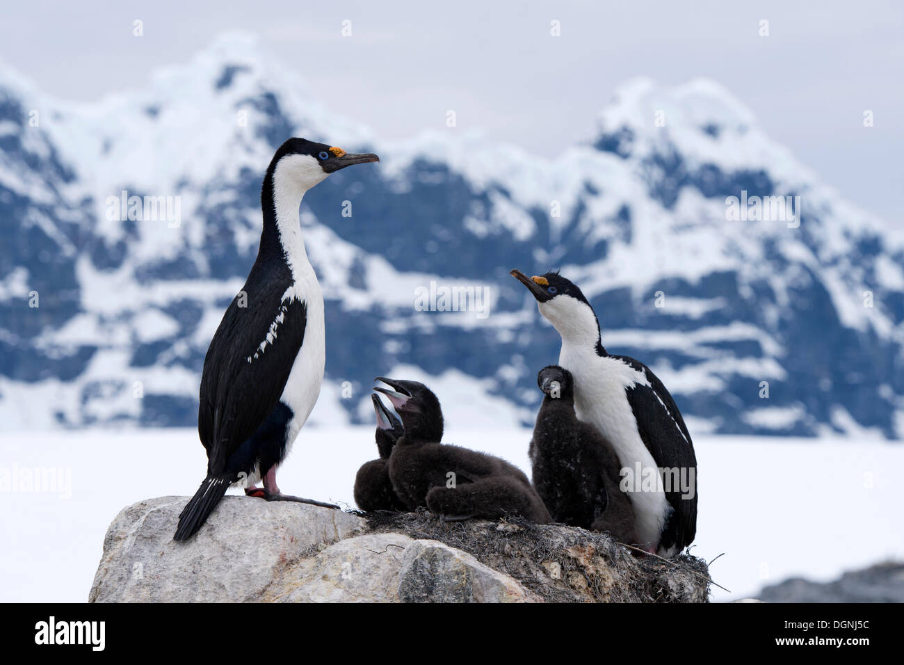 Imperial Shags o Antartico cormorano (Phalacrocorax atriceps), coppia con pulcini nella parte anteriore del paesaggio di montagna, Jougla Point Foto Stock