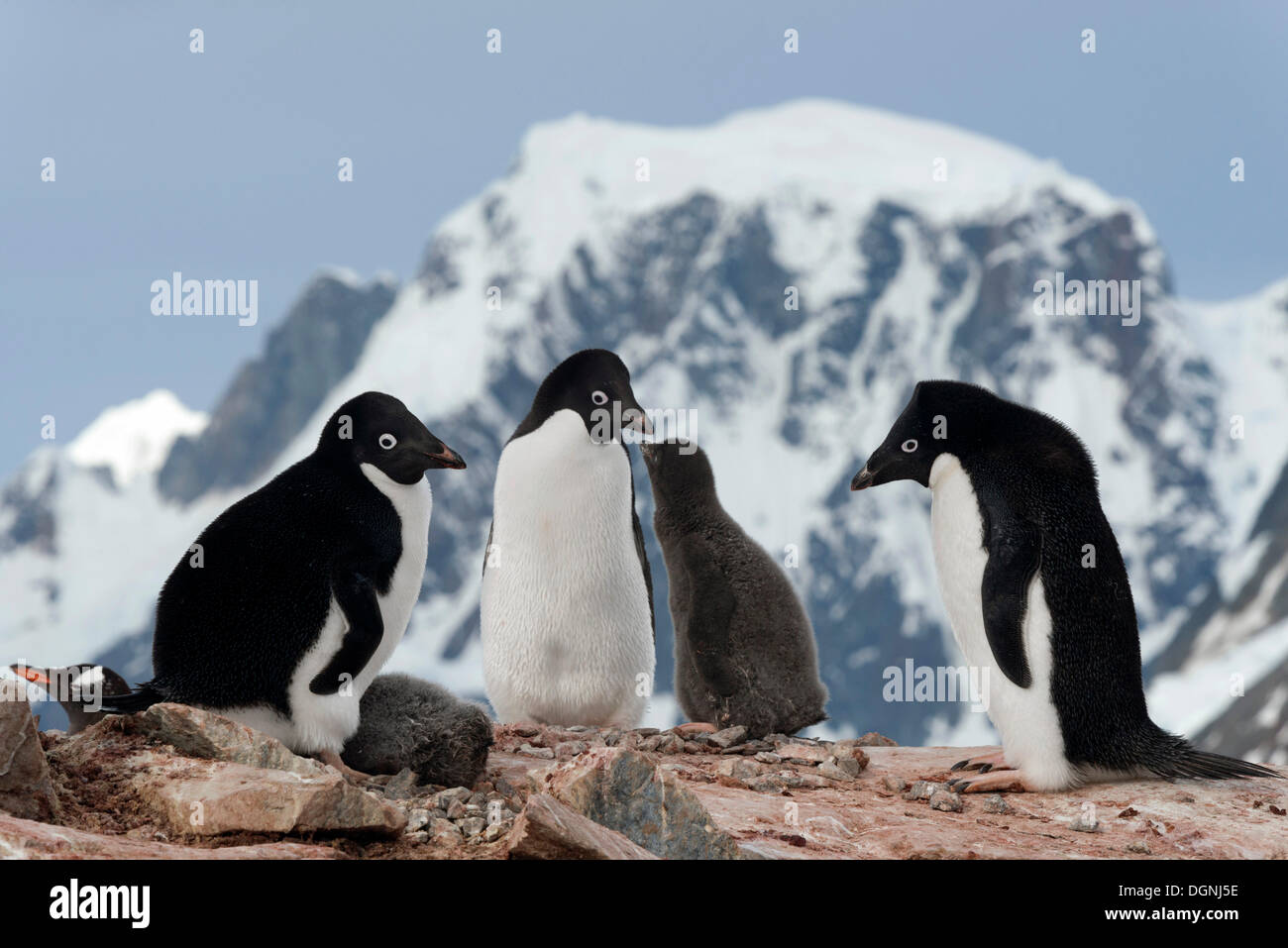 I Pinguini Adélie (Pygoscelis adeliae), uccelli genitore con pulcini in piedi di fronte ad uno scenario di montagna, di Petermann Island Foto Stock
