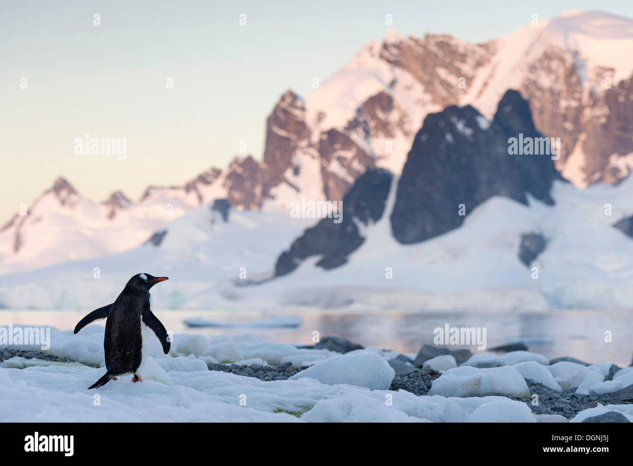 Pinguino Gentoo (Pygoscelis papua) nella parte anteriore del paesaggio di montagna, isola Rongé, Errera Channel, Penisola Antartica, Antartide Foto Stock