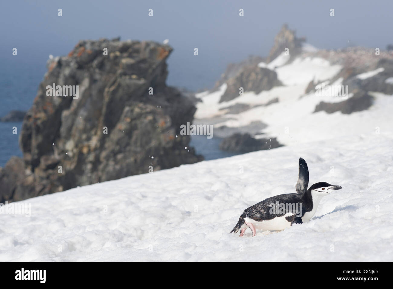 Pinguini Chinstrap (Pygoscelis Antartide), scorrevole su un pendio di neve sulla sua pancia, Halfmoon Island, Südliche Shetlandinseln Foto Stock