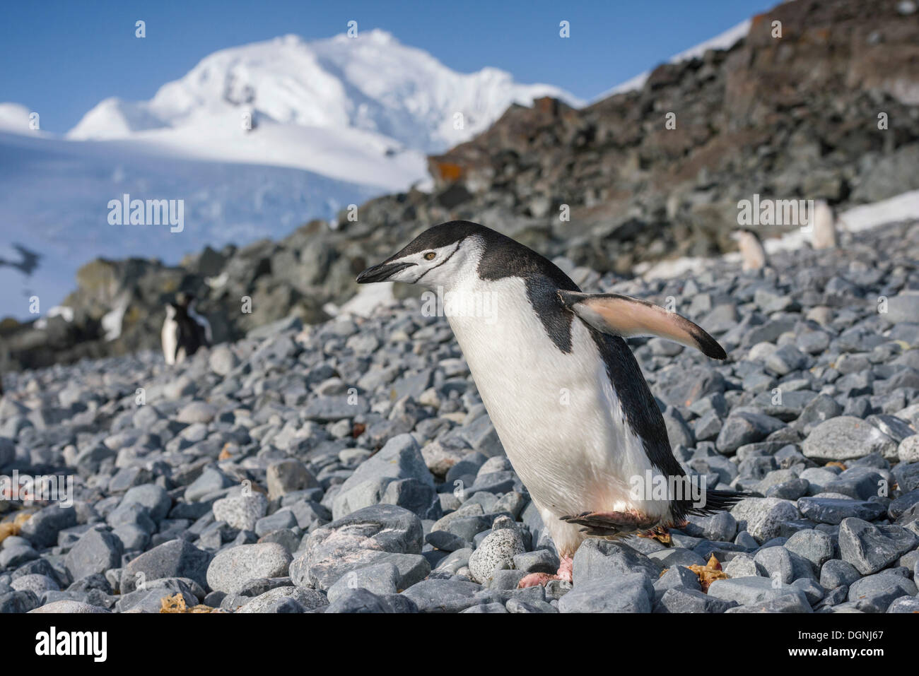 Pinguini Chinstrap (Pygoscelis Antartide) camminare su una spiaggia rocciosa, Halfmoon Island, Südliche Shetlandinseln, Antartide Foto Stock
