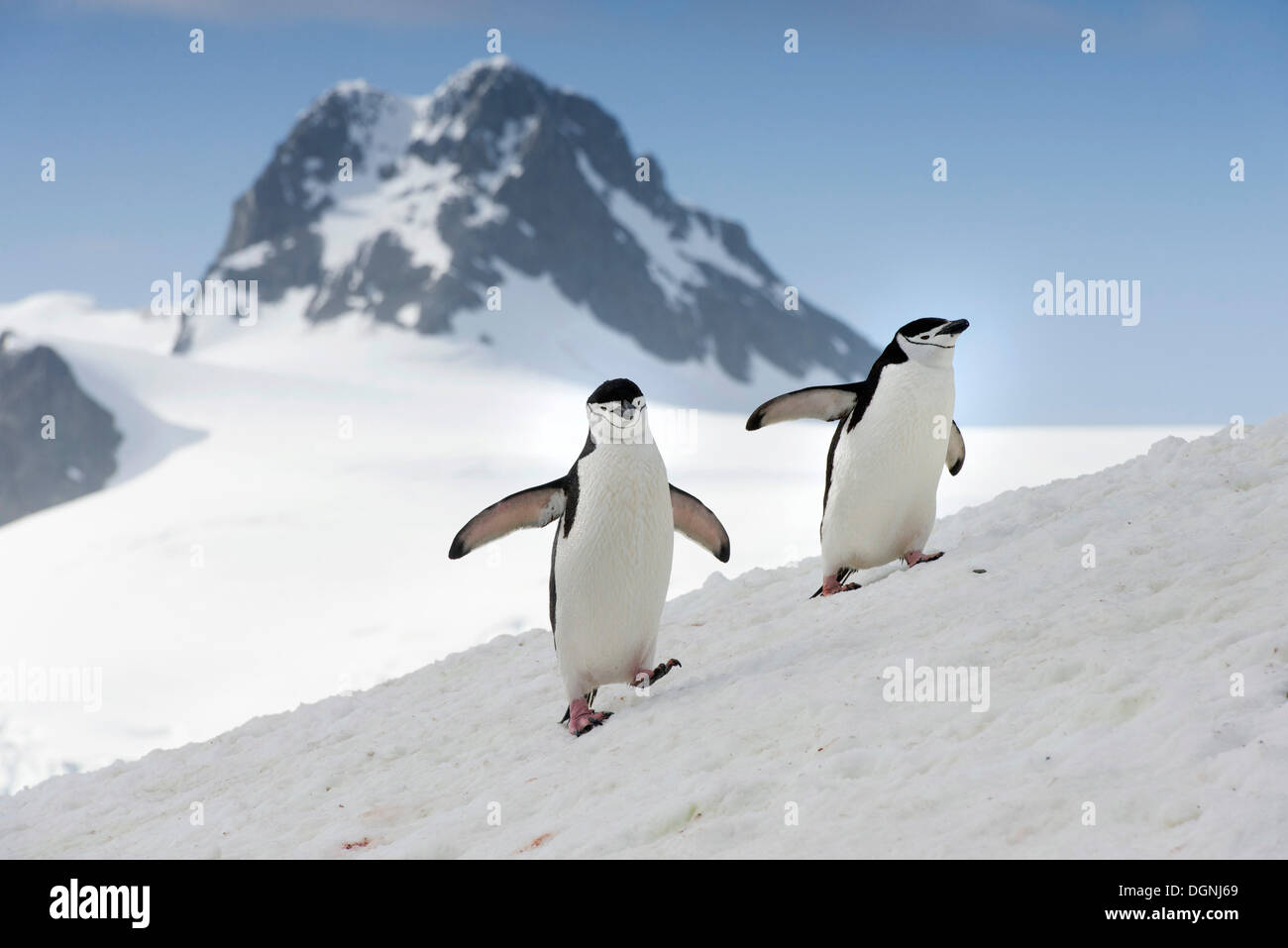 Pinguini Chinstrap (Pygoscelis Antartide), passeggiate sulla neve-coperta pendenza, Halfmoon Island, Südliche Shetlandinseln Foto Stock