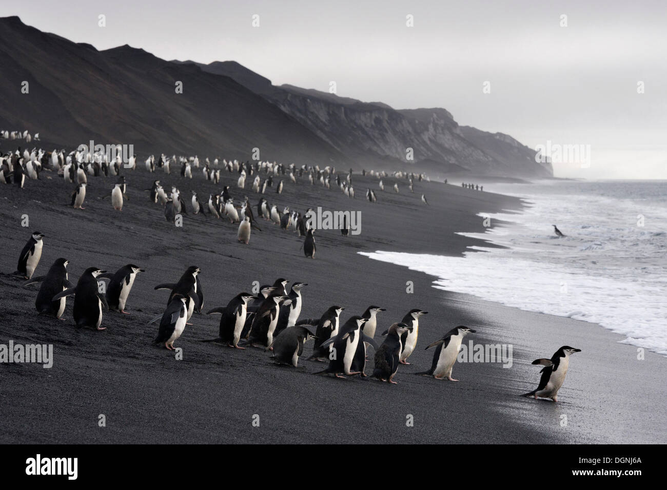 Pinguini Chinstrap (Pygoscelis Antartide) su una spiaggia di lava, sulla strada per il mare, Baily Testa, Isola Deception Foto Stock