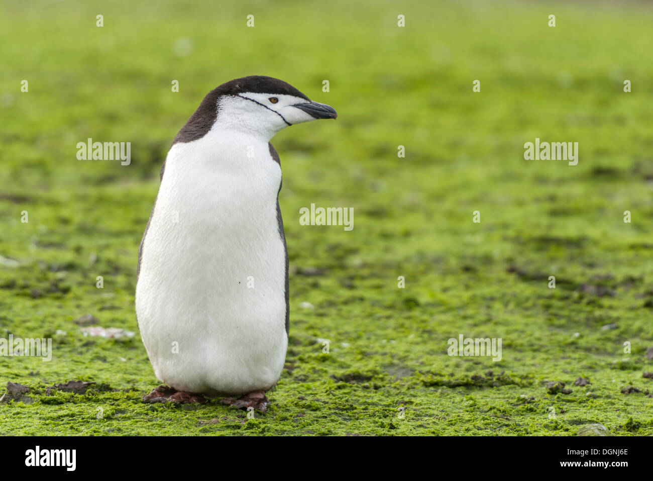 Pinguini Chinstrap (Pygoscelis Antartide), in piedi su una superficie verde invaso dalle alghe, Barrientos isola Aitcho, Isole Foto Stock
