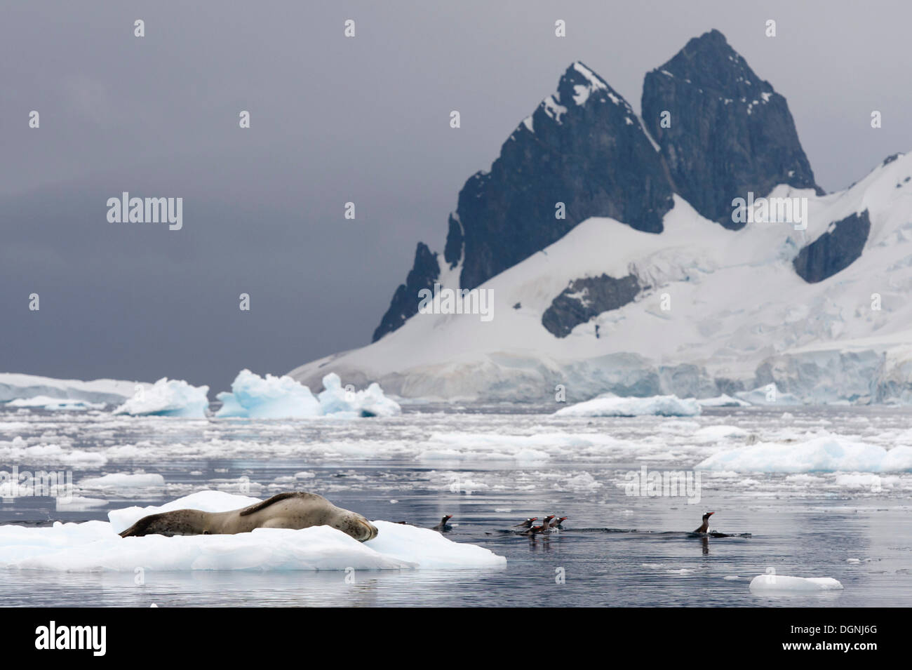 Guarnizione di Leopard (Hydrurga leptonyx), maschio, dormire su un glaçon, e pinguini di Gentoo (Pygoscelis papua) nuotare in acqua, Foto Stock