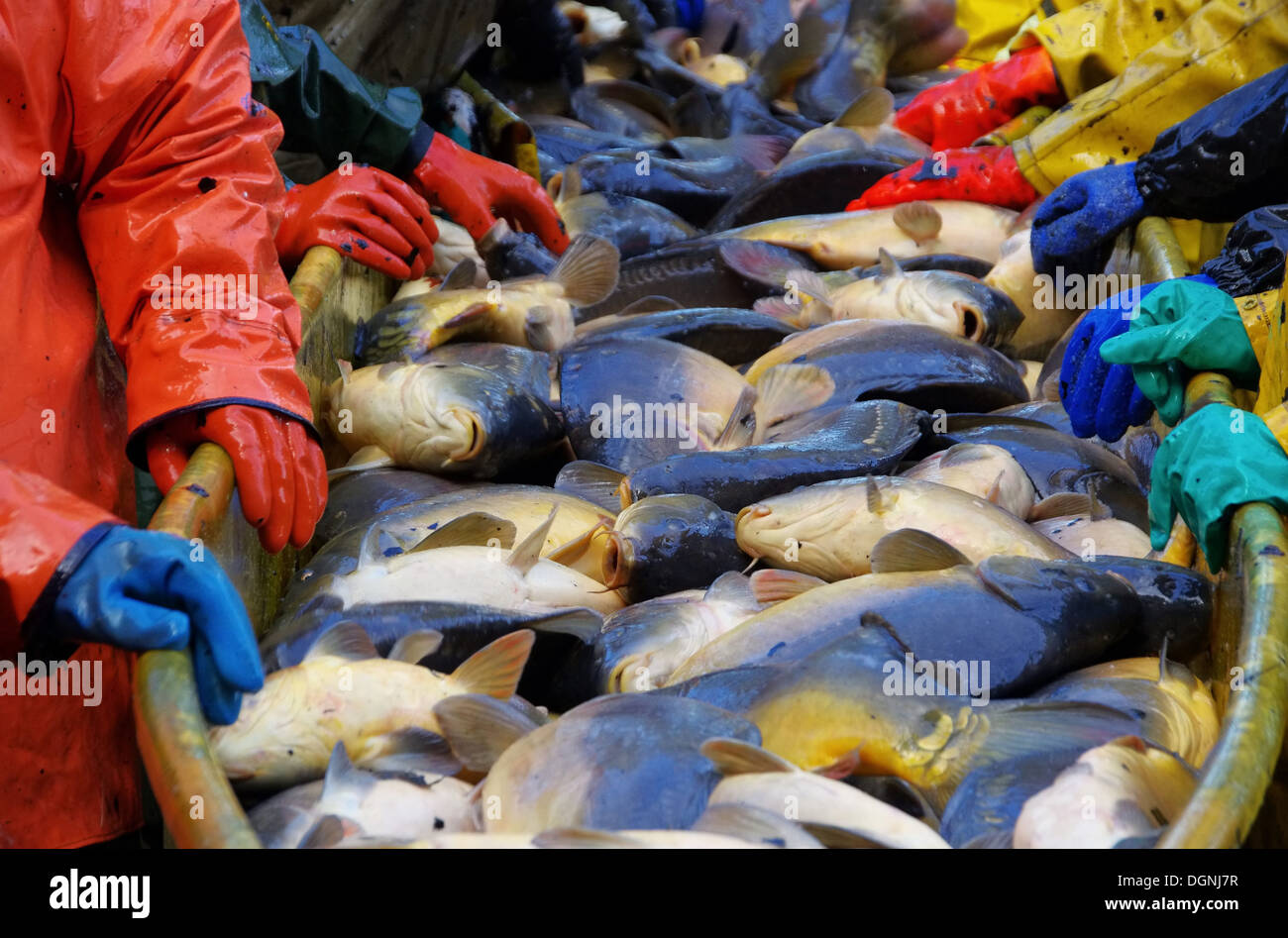 Abfischen - a secco di pesce 09 Foto Stock