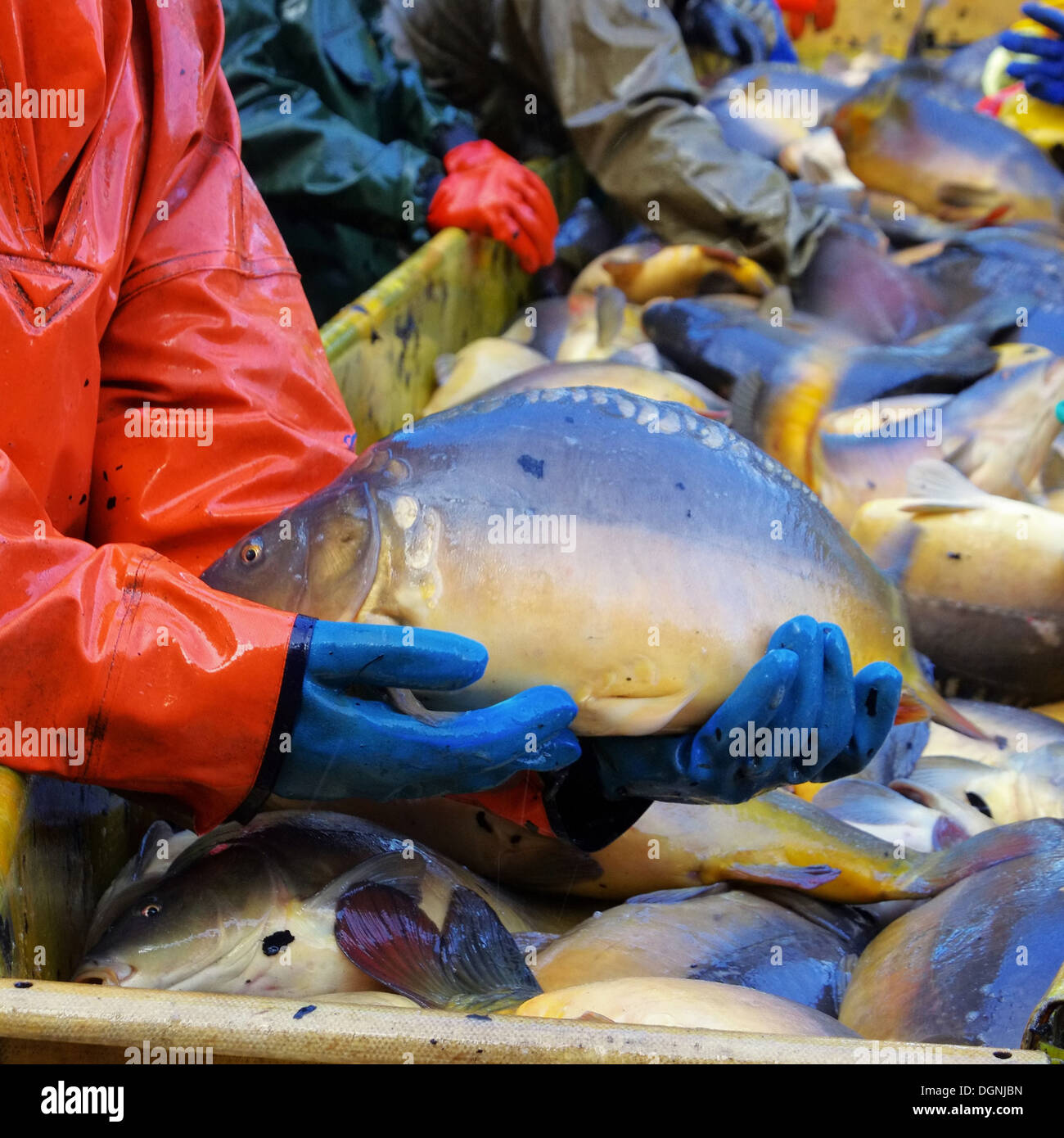Abfischen - a secco di pesce 14 Foto Stock