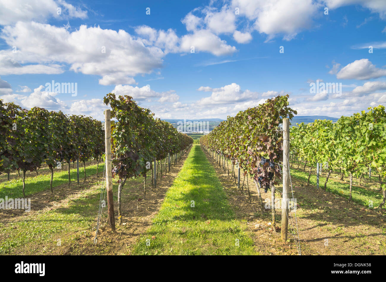 Vigneto, Aspisheim, Mainz Bingen district, Renania-Palatinato Foto Stock