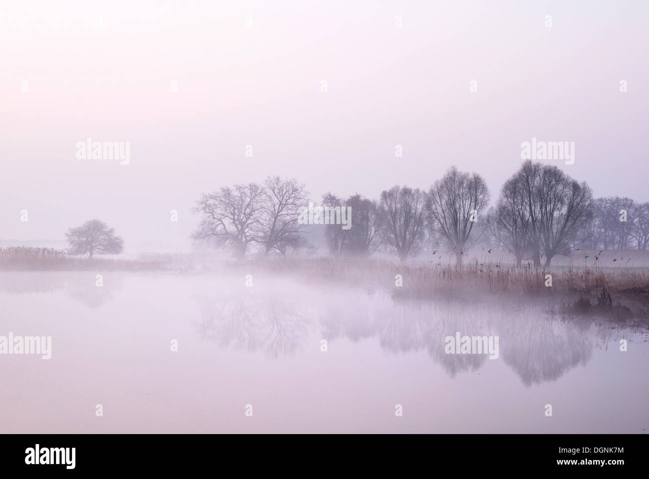 Sagome di albero su un lago nella nebbia mattutina di sunrise, Biosphaerenreservat Mittlere Elbe riserva della biosfera, Sassonia-Anhalt Foto Stock