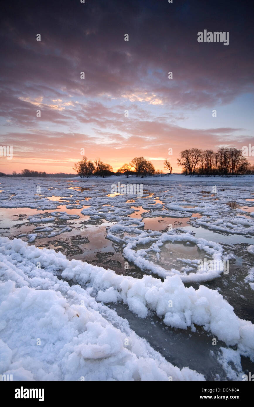 Ice floes sul fiume Elba vicino a Dessau presso sunrise, Sassonia-Anhalt Foto Stock