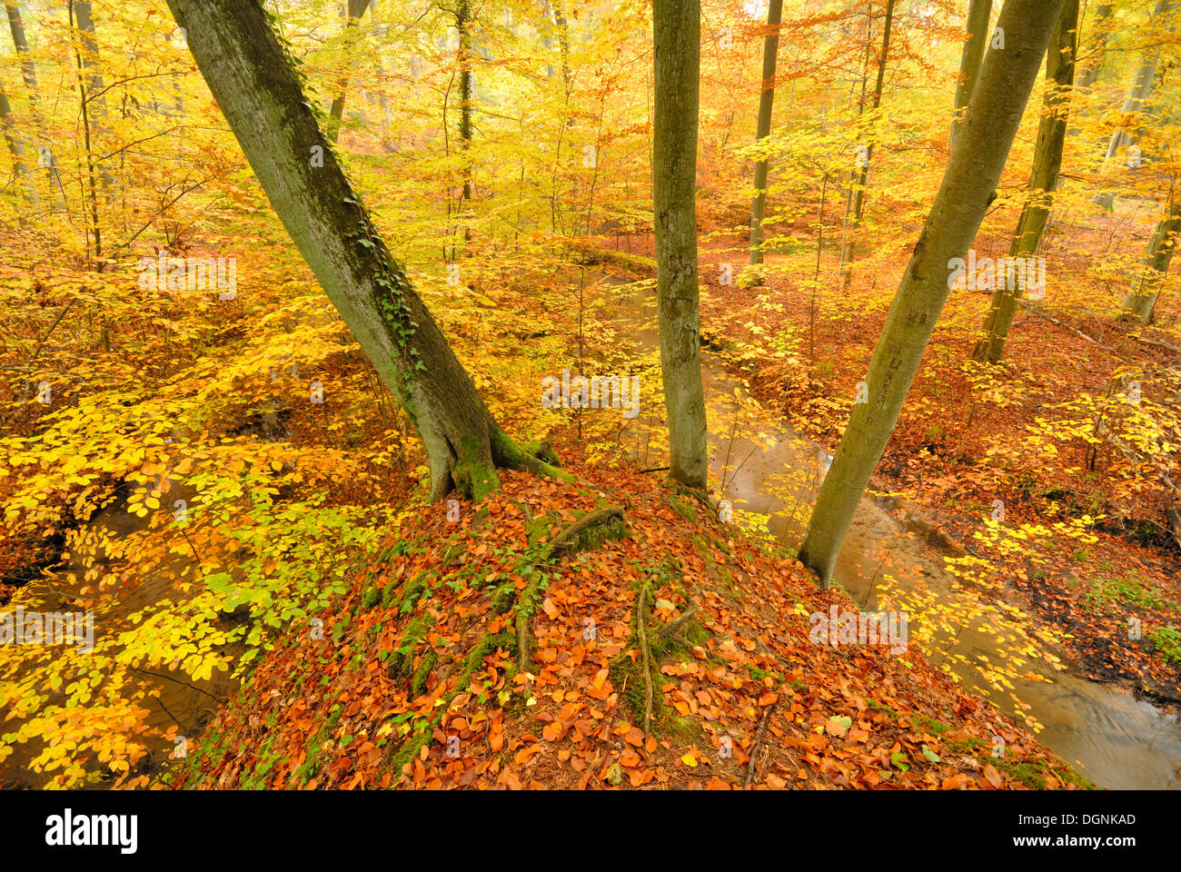 Flusso in una foresta di faggio in autunno a Nonnenfliess riserva naturale vicino a Eberswalde, nel Land di Brandeburgo Foto Stock