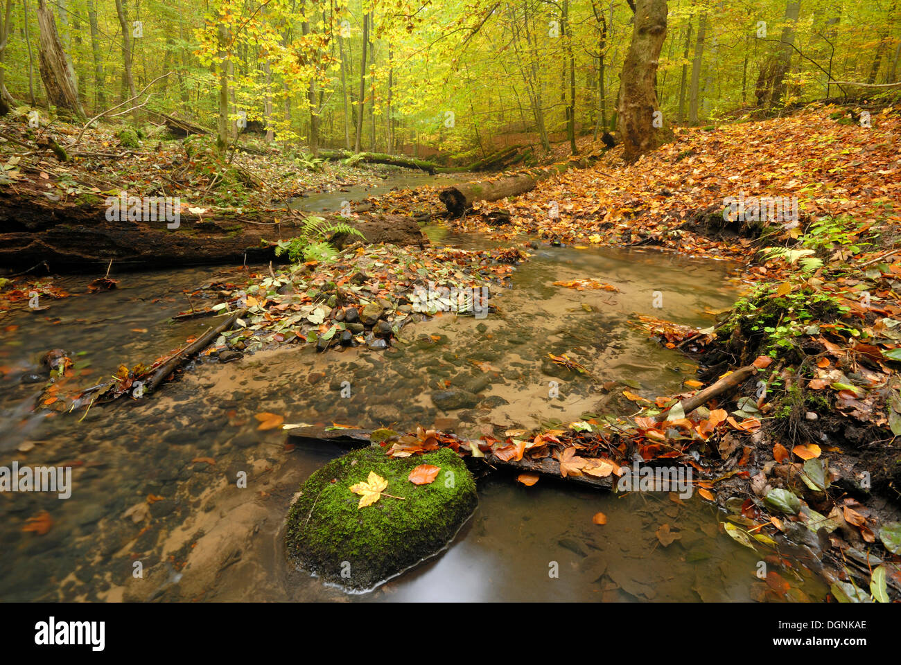 Flusso in un misto di bosco di faggio in autunno a Nonnenfliess riserva naturale vicino a Eberswalde, nel Land di Brandeburgo Foto Stock