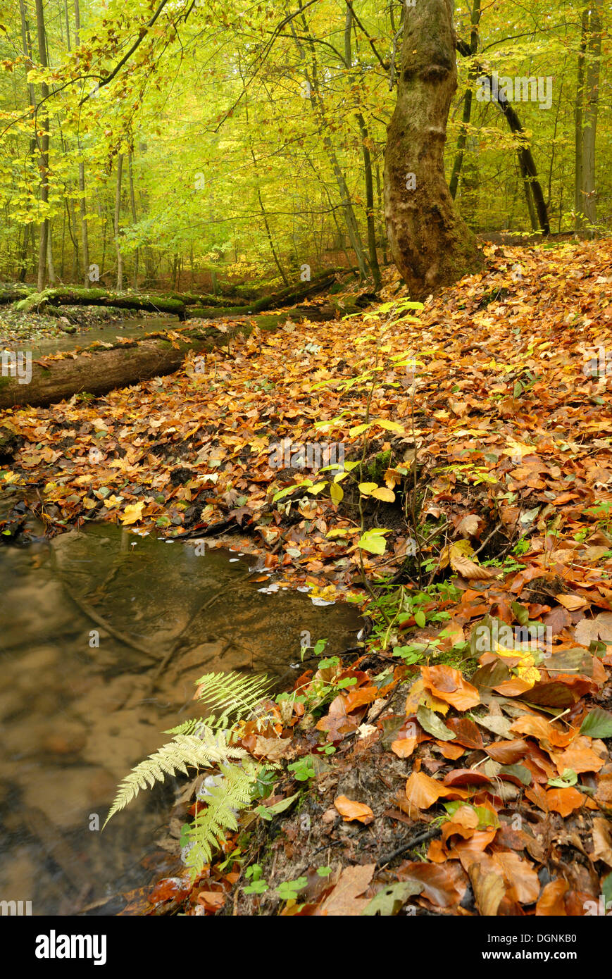 Flusso in Nonnenfliess Riserva naturale in autunno nel Brandeburgo Foto Stock