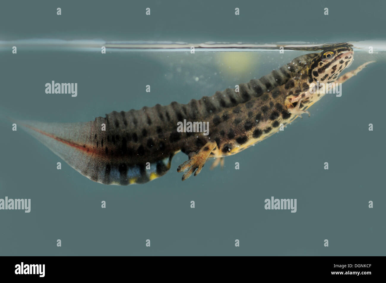 Newt liscia, tritone comune (Lissotriton vulgaris), maschio Foto Stock