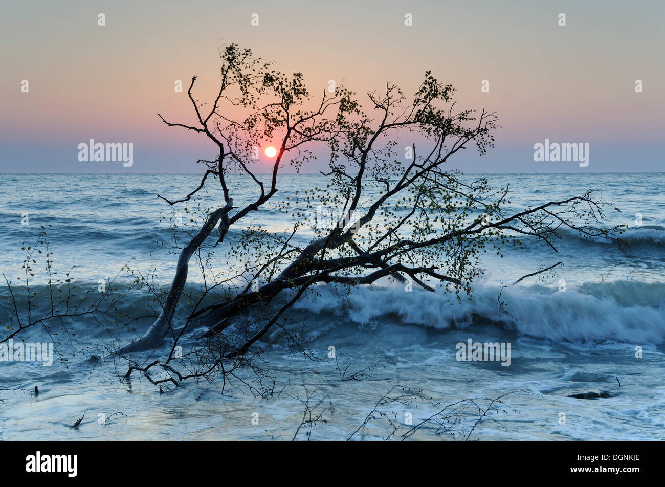 Albero nel Mar Baltico all'alba, Ruegen, Meclemburgo-Pomerania Occidentale Foto Stock