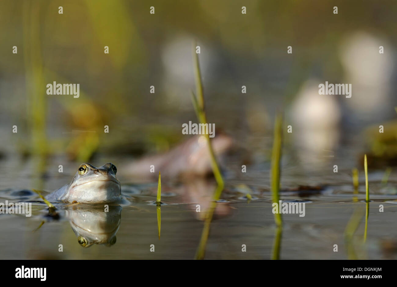Moor rane (Rana arvalis), Riserva della Biosfera dell'Elba centrale, Dessau Foto Stock