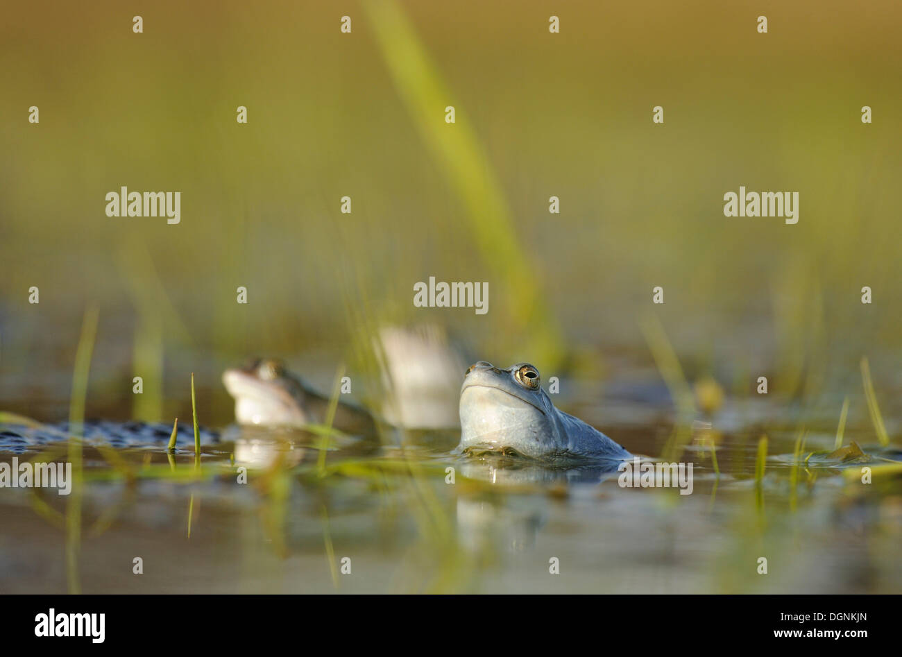 Moor rane (Rana arvalis), Riserva della Biosfera dell'Elba centrale, Dessau Foto Stock