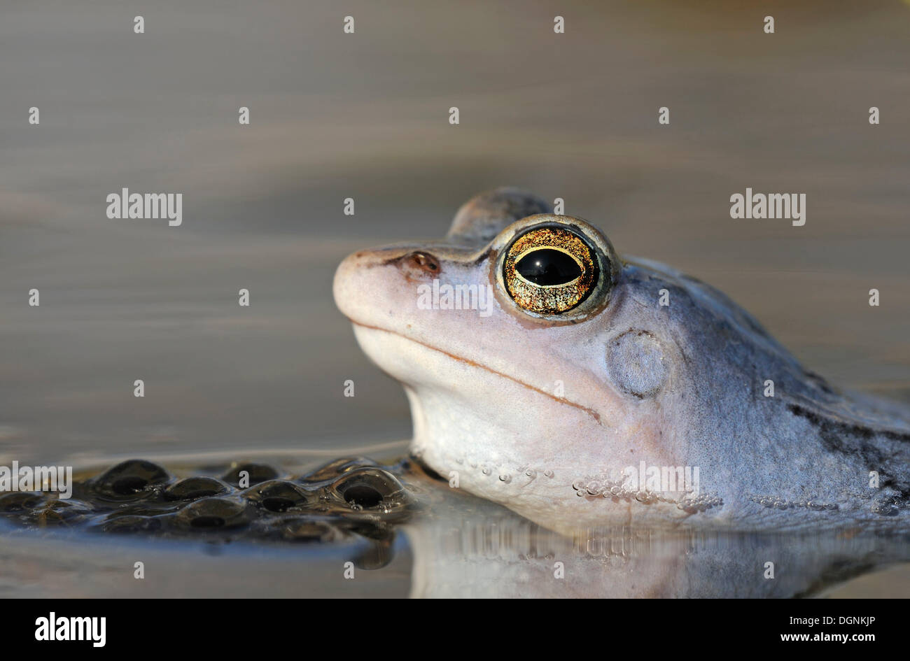 Moor Frog (Rana arvalis), Riserva della Biosfera dell'Elba centrale, Dessau Foto Stock